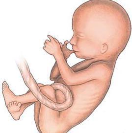 Эмбрион На 12 Неделе Беременности Фото