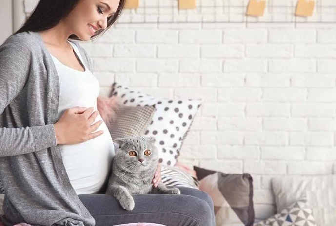 Беременность и кошка в квартире: опасность, польза, предосторожность